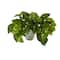 9" Variegated Pothos Plant in Decorative White Planter